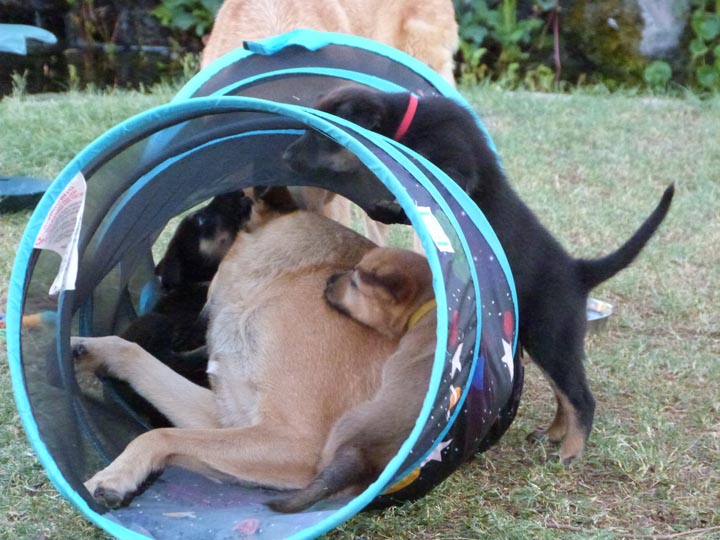 chinook dog